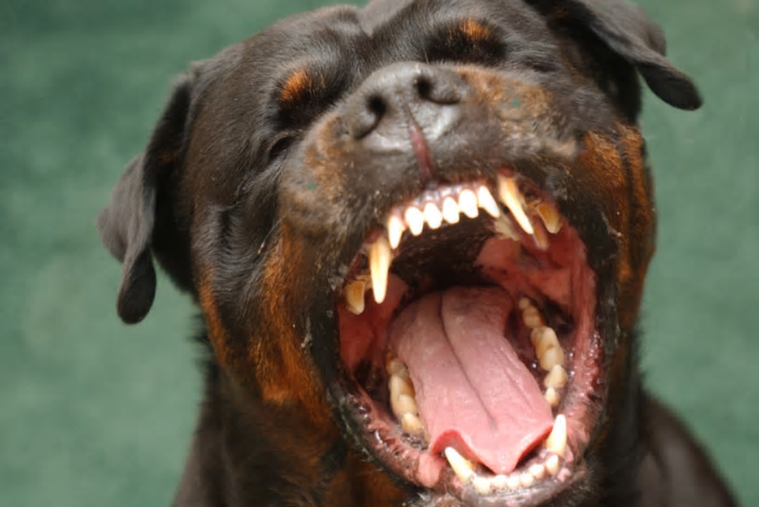 Not every dog is man’s best friend and some insurers don’t take kindly to all breeds